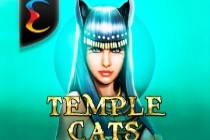 temple cats